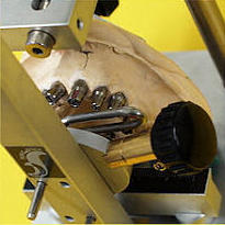 staub-cranial-2